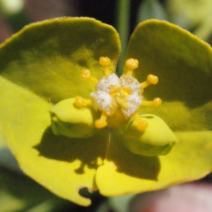 Photographie n°311879 du taxon Euphorbia biumbellata Poir. [1789]
