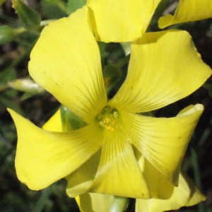 Photographie n°311887 du taxon Oxalis pes-caprae L. [1753]