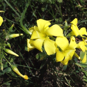 Photographie n°311889 du taxon Oxalis pes-caprae L. [1753]