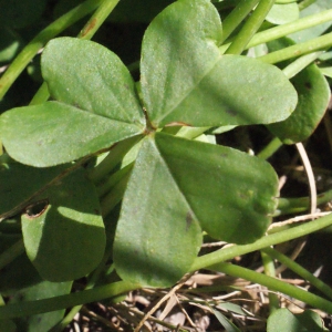 Photographie n°311891 du taxon Oxalis pes-caprae L. [1753]