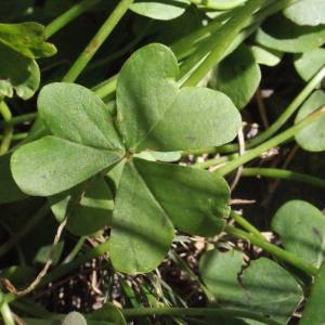 Photographie n°311892 du taxon Oxalis pes-caprae L. [1753]