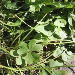 Photographie n°311893 du taxon Oxalis pes-caprae L. [1753]