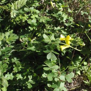 Photographie n°311895 du taxon Oxalis pes-caprae L. [1753]