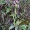  Liliane Roubaudi - Ophrys tenthredinifera Willd. [1805]