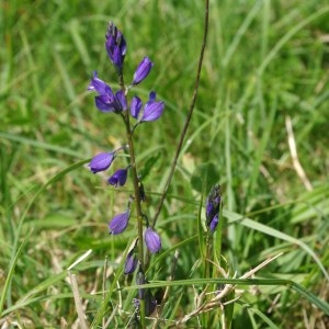 Photographie n°311964 du taxon Polygala vulgaris L. [1753]