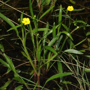 Photographie n°311965 du taxon Ranunculus flammula L. [1753]