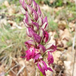 Photographie n°311966 du taxon Orchis x bergonii Nanteuil [1887]