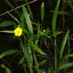 Photographie n°311967 du taxon Ranunculus flammula L. [1753]