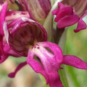 Photographie n°311968 du taxon Orchis x bergonii Nanteuil [1887]