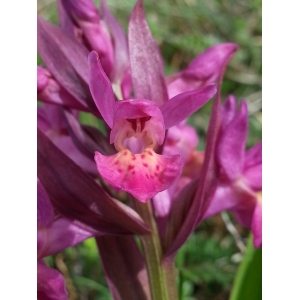 Dactylorhiza latifolia subsp. latifolia f. rubra (Winterl) D.Tyteca & Gathoye