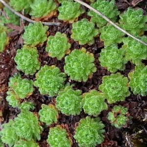 Photographie n°312010 du taxon Saxifraga cebennensis Rouy & E.G.Camus [1901]