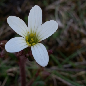 Photographie n°312019 du taxon Saxifraga granulata L. [1753]