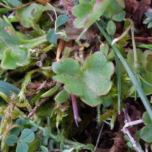 Photographie n°312021 du taxon Saxifraga granulata L. [1753]