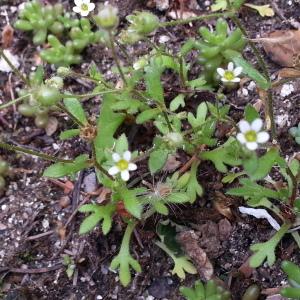 Photographie n°312035 du taxon Saxifraga tridactylites L. [1753]