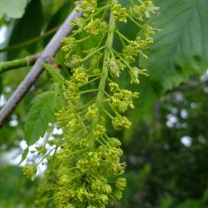 Photographie n°312075 du taxon Acer pseudoplatanus L. [1753]