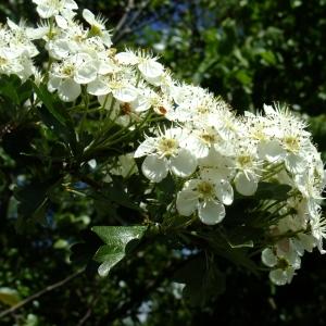 Photographie n°312077 du taxon Crataegus monogyna Jacq. [1775]