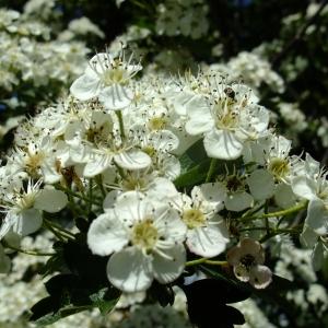 Photographie n°312086 du taxon Crataegus monogyna Jacq. [1775]