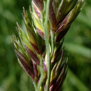 Photographie n°312098 du taxon Dactylis glomerata L. [1753]