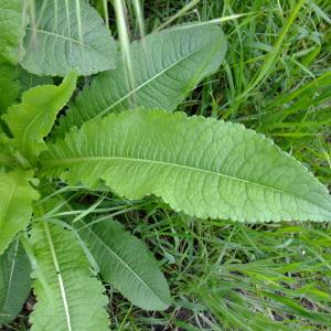 Photographie n°312107 du taxon Dipsacus fullonum L. [1753]