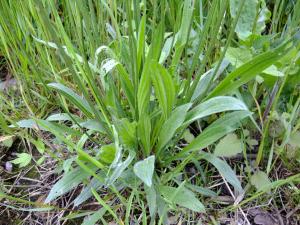 Yoan Martin, le  6 mai 2015 (Krautergersheim)