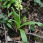  Jérôme DUFRECHE - Orchis pallens L.