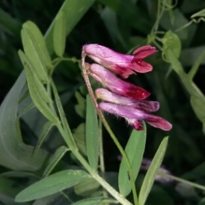 Photographie n°312299 du taxon Vicia L. [1753]