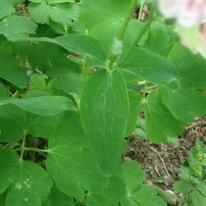 Photographie n°312322 du taxon Aquilegia L. [1753]