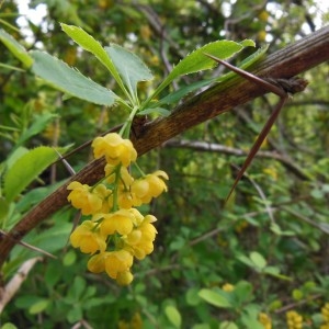 Photographie n°312362 du taxon Berberis vulgaris L.