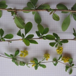 Photographie n°312363 du taxon Berberis vulgaris L.