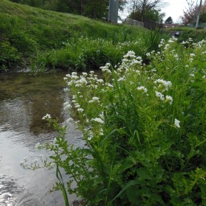 Photographie n°312366 du taxon Cardamine amara L.