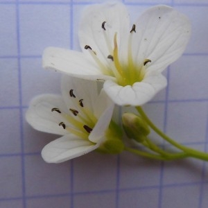 Photographie n°312367 du taxon Cardamine amara L.