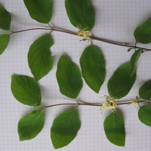Photographie n°312379 du taxon Lonicera xylosteum L.