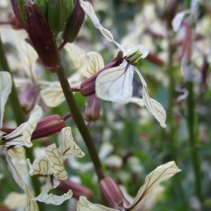 Eruca vesicaria (L.) Cav. (Roquette)