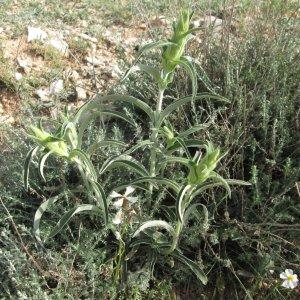 Photographie n°312655 du taxon Phlomis lychnitis L. [1753]