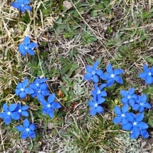 Photographie n°312684 du taxon Gentiana verna L. [1753]