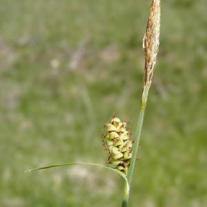 Photographie n°312767 du taxon Carex tomentosa L. [1767]