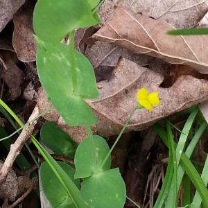 Photographie n°312772 du taxon Lathyrus aphaca L.