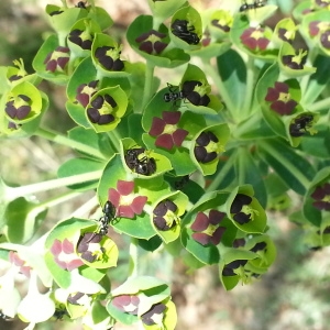 Photographie n°312774 du taxon Euphorbia characias L.