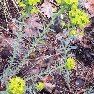 Photographie n°312776 du taxon Euphorbia seguieriana Neck.