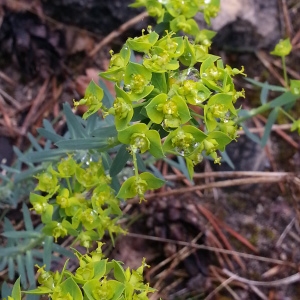Photographie n°312777 du taxon Euphorbia seguieriana Neck.