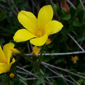 Photographie n°312805 du taxon Linum campanulatum L.