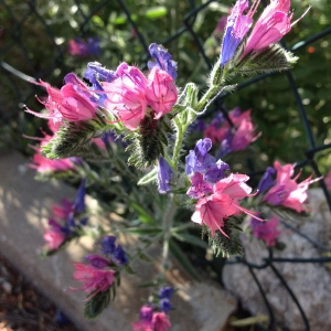 Photographie n°312853 du taxon Echium vulgare L. [1753]