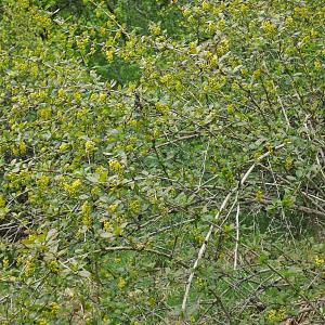 Photographie n°312885 du taxon Berberis vulgaris L. [1753]