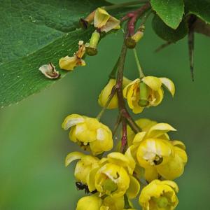 Photographie n°312887 du taxon Berberis vulgaris L. [1753]