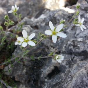 Photographie n°312898 du taxon Arenaria hispida L. [1753]