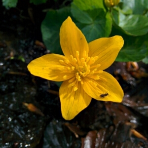 Photographie n°312912 du taxon Caltha palustris L. [1753]