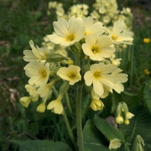 Photographie n°312914 du taxon Primula elatior (L.) Hill [1765]