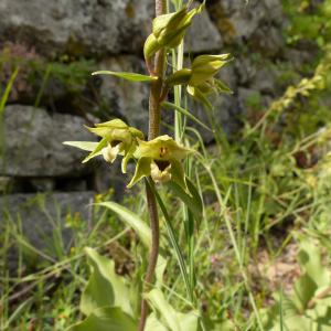 Photographie n°313032 du taxon Epipactis helleborine subsp. tremolsii (Pau) E.Klein [1979]