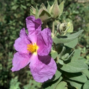 Photographie n°313081 du taxon Cistus albidus L. [1753]