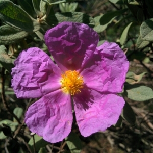 Photographie n°313082 du taxon Cistus albidus L. [1753]